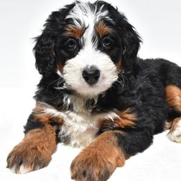 Elphie - Tri-color female Bernedoodle puppy in Millersburg, Ohio from Ohio Puppy Paws