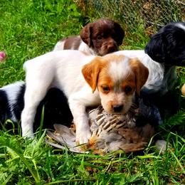 French Brittany Puppies from Solitaire kennel / French Brittanies