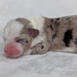 Lucy - Blue merle and white female American Corgi puppy in Clarksville, Tennessee from Cold Creek Family Farm LLC