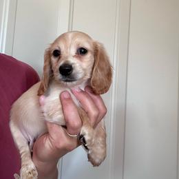 Boy 2 - Cream male Dachshund puppy in Cheyenne, Wyoming from Great Basin Hounds