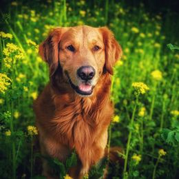 Rio - Golden Retriever