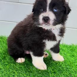 Pink collar - Black tri female Miniature Australian Shepherd puppy in Brooker, Florida from Triple Branch Aussies