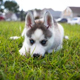 Radiance - Gray and white female Siberian Husky puppy in Greenville, North Carolina from Ivie Huskies