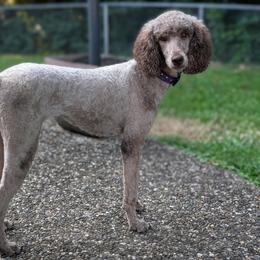 Pepper - Poodle