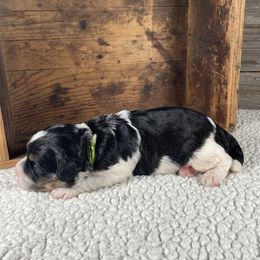 Chip - Black and white male Bernedoodle puppy in Heyworth, Illinois from Cobble Creek Puppies