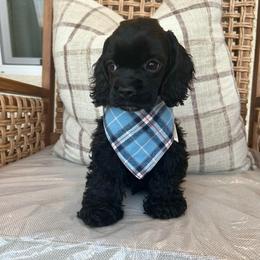 Kai - Black male Cocker Spaniel puppy in Corcoran, California from Sweetheart Cockers