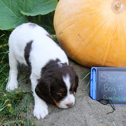 Boy 1 - Liver white and tan male English Springer Spaniel puppy in Bremerton, Washington from Huntin' Buddies