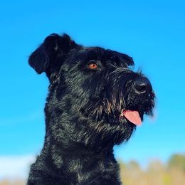 Giant Schnauzers from Konas Kennels