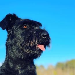 Giant Schnauzers from Konas Kennels