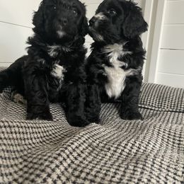 Bernedoodle Puppies from Cali Bernedoodles
