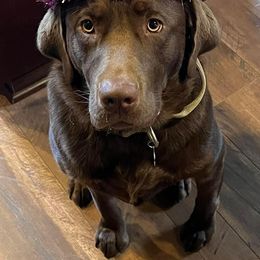 Labrador Retriever All Grown Up from Redfearn Retrievers