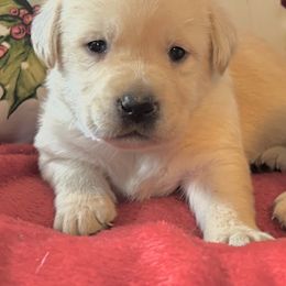 Yellow Boy 2 - Yellow male Labrador Retriever puppy in Jamestown, Ohio from Heartlands Quality Labrador Retrievers