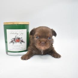 Claus - Chocolate male Chihuahua puppy in Bulls Gap, Tennessee from Smokey Mountain Chihuahuas