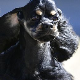 Cocker Spaniels from ToyBox Cockers