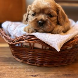 Cavalier King Charles Spaniel and Cavapoo Puppies from Cavaliers of Windsor