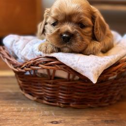 Cavalier King Charles Spaniel and Cavapoo Puppies from Cavaliers of Windsor