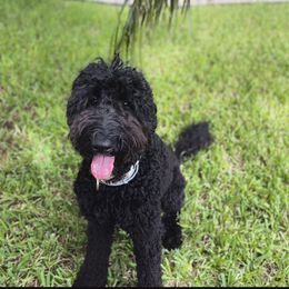 Waya - Goldendoodle