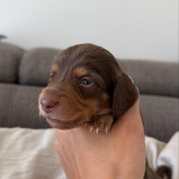 Mike - Chocolate and tan male Dachshund puppy in Lawrenceville, Georgia from Chivi Paws