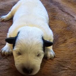 Zinnia - Australian Cattle Dog puppy from KS Cattle Dogs