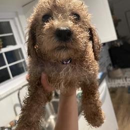 Goldendoodle and Poodle Puppies from Still Waters Farm