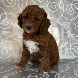 Hazelnut - Red  female Goldendoodle puppy in De Pere, Wisconsin from Kinzor Kennels