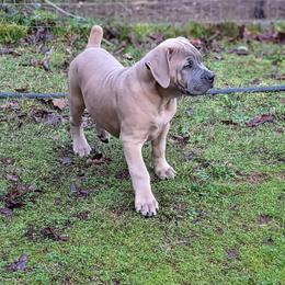 Boerboel Puppies from Askuwheto Boerboels