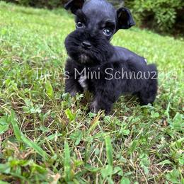 Boy 3 - Black and silver male Miniature Schnauzer puppy in Kentucky from Tyra's Mini Schnauzers