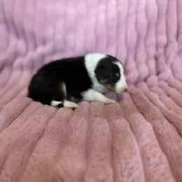 Dolly - Black white and tan female Shetland Sheepdog puppy in Aberdeen, Idaho from Willow Creek Cresteds