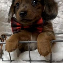 Dachshunds from Walden’s Dachshunds