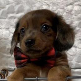Dachshunds from Walden’s Dachshunds