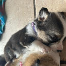 Michael Collins (Mickey) - Black and white female American Corgi puppy in Cocoa, Florida from Cascadian Space Coast Corgis LLC