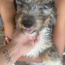 "Don’t get lost in my eyes 😏" Aussiedoodle Puppies from Native Elegant Doodles
