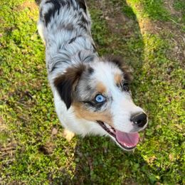Miniature American Shepherd Puppies from Paragon Ranch