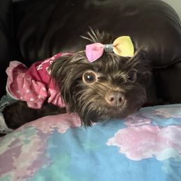 Bonnie - Yorkshire Terrier