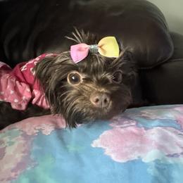 Bonnie - Yorkshire Terrier
