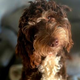 Sophie - Bernedoodle