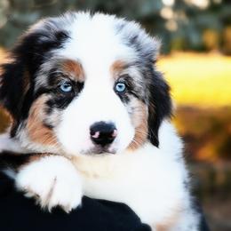 GUMDROP - Blue merle male Miniature American Shepherd puppy in Pasco, Washington from ROCK CREEK