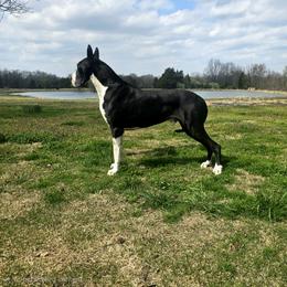 Millan - Great Dane