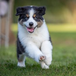 Betsy - Yellow Girl - Black tri-color female Australian Shepherd puppy in Victoria, Texas from Rocking Diamond/Point Break