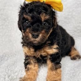 Daisy Mae - Phantom female Poodle puppy in Roxboro, North Carolina from NC Poodle Love