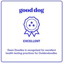 Goldendoodle Puppies from Dean Doodles