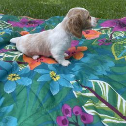 Dachshund Puppies from Harvin’s Weenie Gang