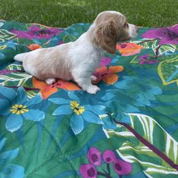 Dachshund Puppies from Harvin’s Weenie Gang
