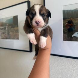 Doodle - White and red male Pembroke Welsh Corgi puppy in Red Bluff, California from Wilder Ranch Corgis