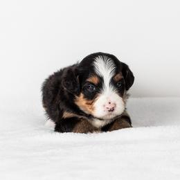 Bernedoodle and Goldendoodle Puppies from Ohana Doodles