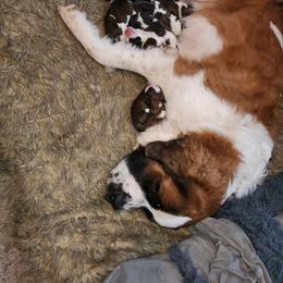 Saint Bernard Puppies from Amber's Saint Bernards