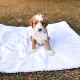 Loaf - Apricot male Goldendoodle puppy in Russell Springs, Kentucky from Milk & Honey Doodles