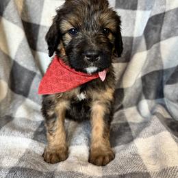Bernedoodle Puppies from Sunny Sky Doodles