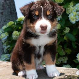 Bumble Bee- Yellow Collar- NBT - Red tri-color female Australian Shepherd puppy in Newport, Rhode Island from Wildlings Australian Shepherds