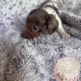 Trixie - Piebald female Dachshund puppy in Lufkin, Texas from CSW Dachshunds
